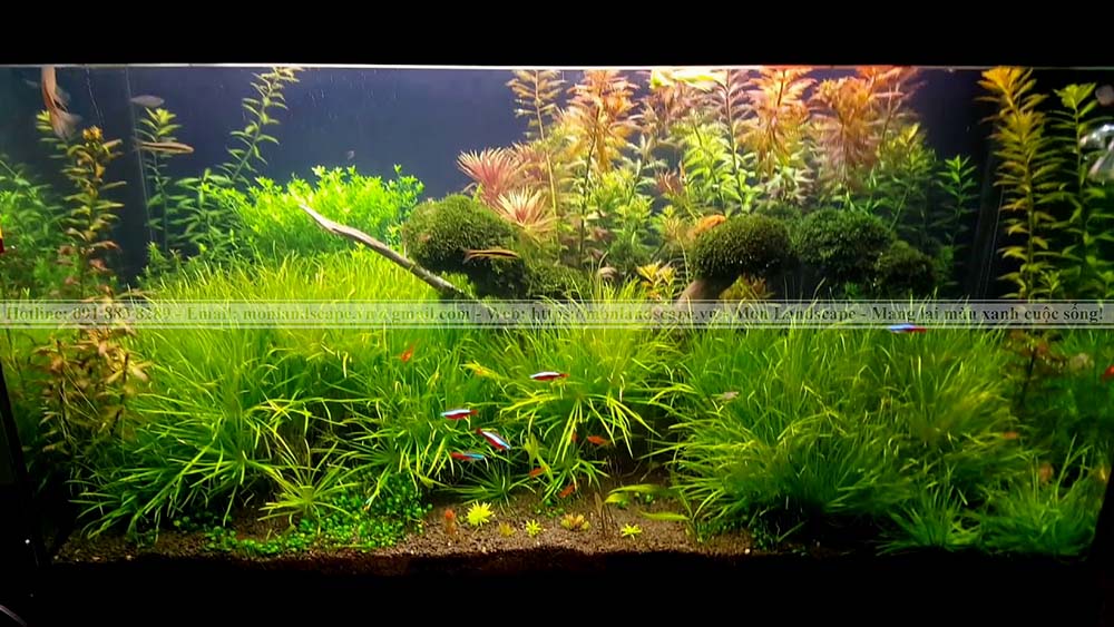 Cây thủy sinh cho bể cá cảnh
