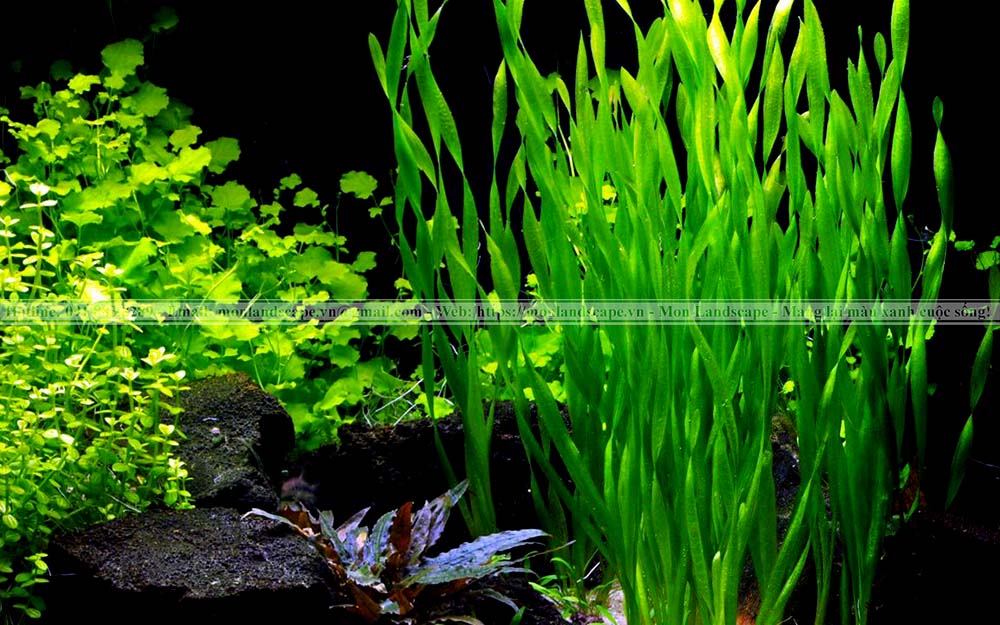 Cây thủy sinh cho bể cá cảnh