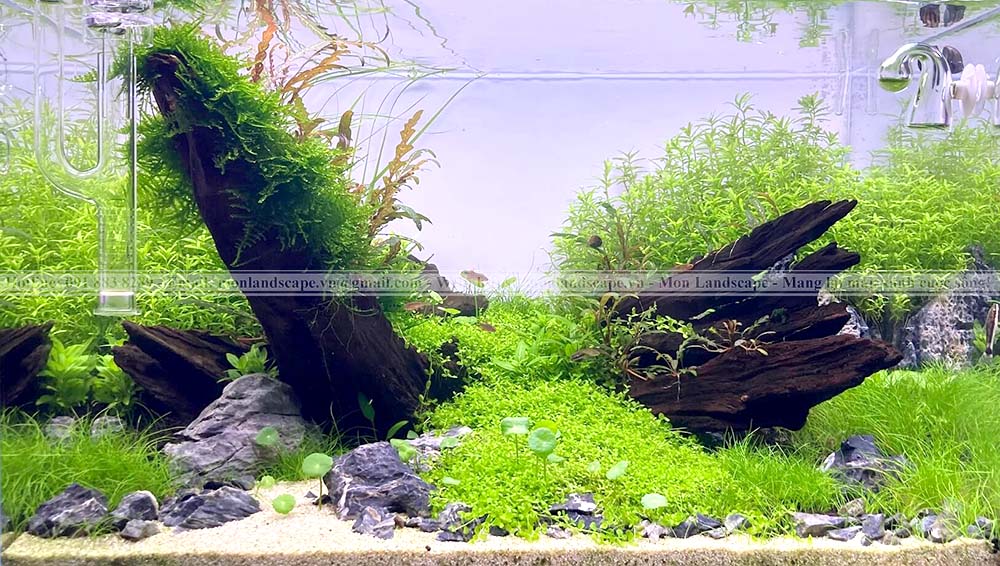 Cây thủy sinh cho bể cá cảnh