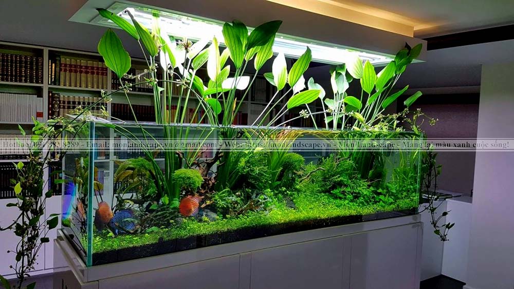 Cây thủy sinh cho bể cá cảnh