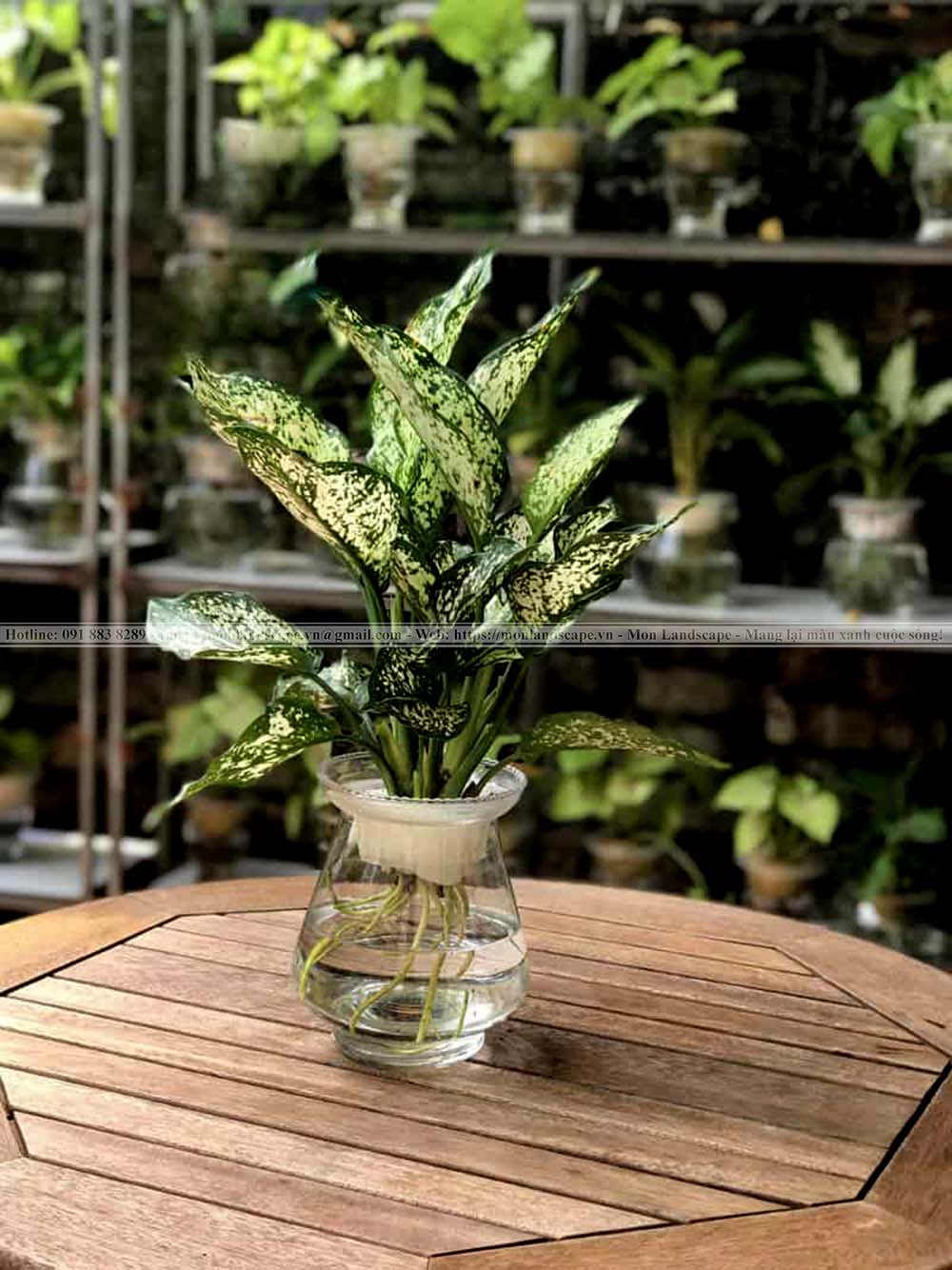 Cây thủy sinh trong không gian nội thất