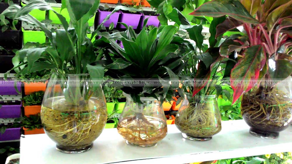 Cây thủy sinh trong không gian nội thất