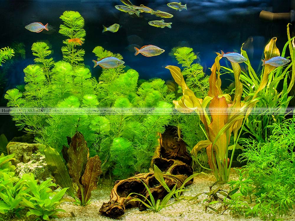 Cây thủy sinh cho bể cá cảnh
