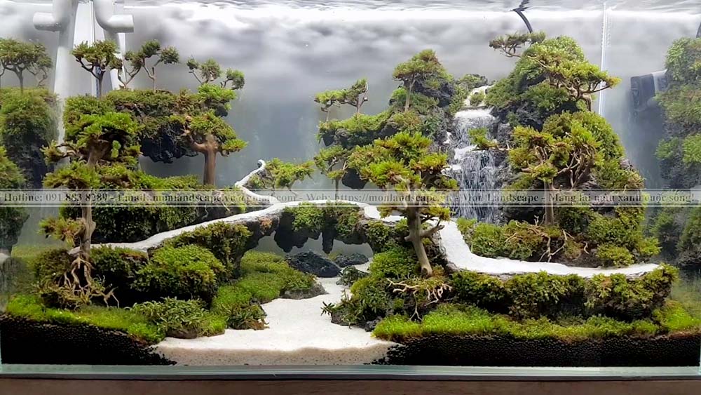 Cây thủy sinh cho bể cá cảnh