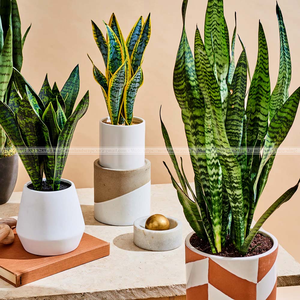 Phục hồi cây sau khi bị ngập úng