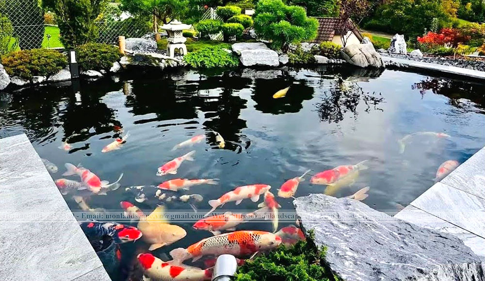 Nồng độ PH lí tưởng cho hồ cá koi