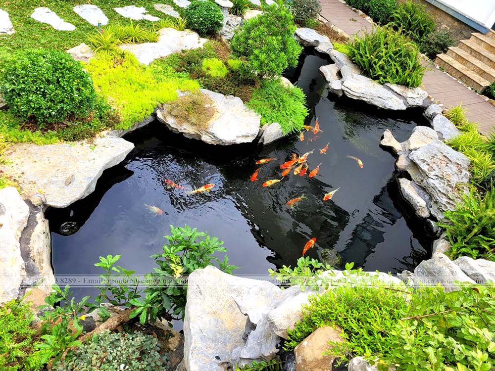 Nồng độ PH lí tưởng cho hồ cá koi