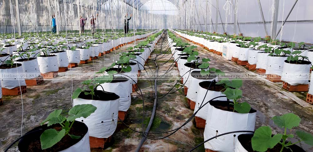 Hệ thống tưới tự động nhỏ giọt cho cây