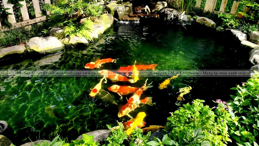 Lưu ý khi thiết kế hồ nước cá koi hợp phong thủy 