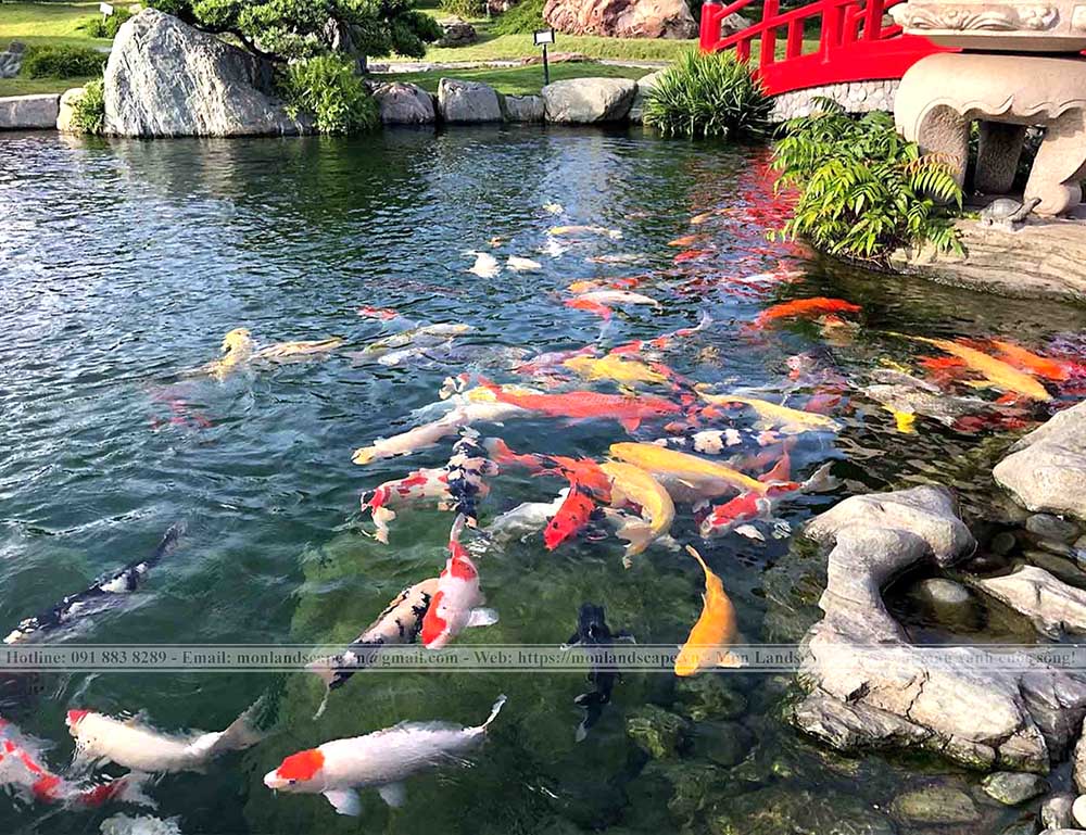 Lưu ý khi thiết kế hồ nước cá koi hợp phong thủy 