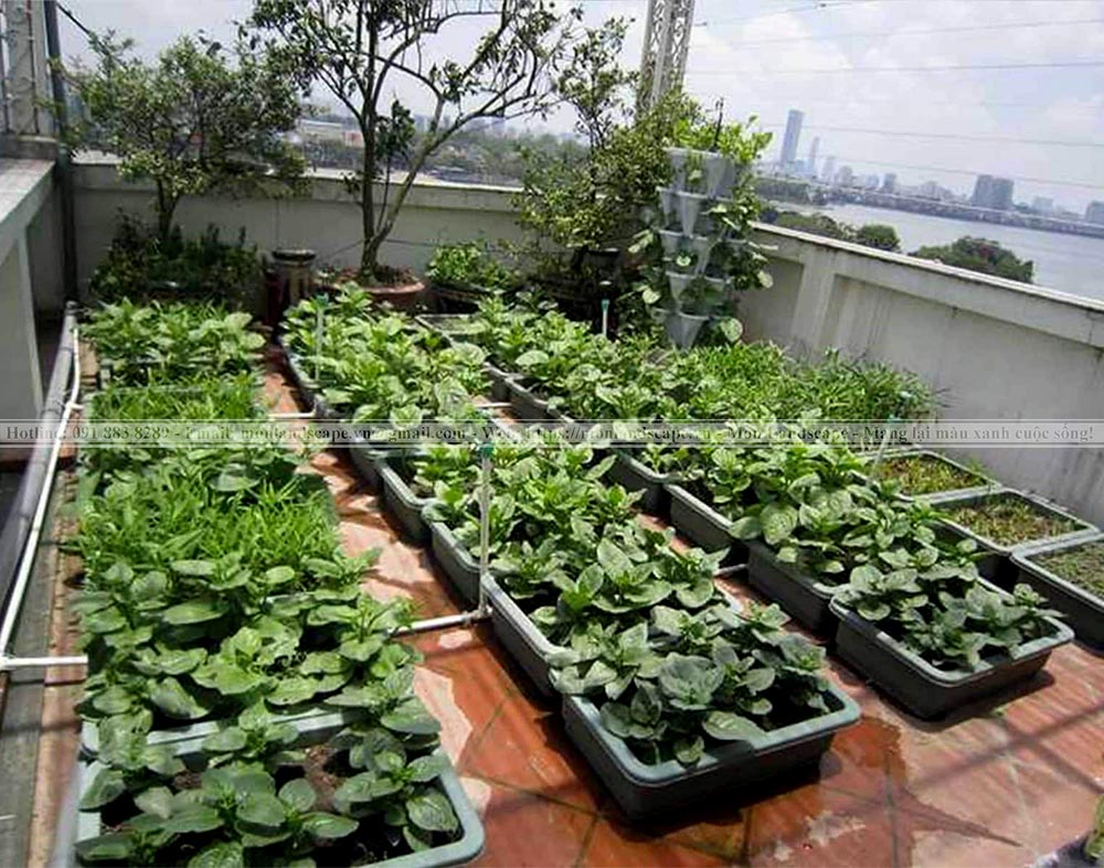 Trồng cây trên sân thượng sao cho hợp lý