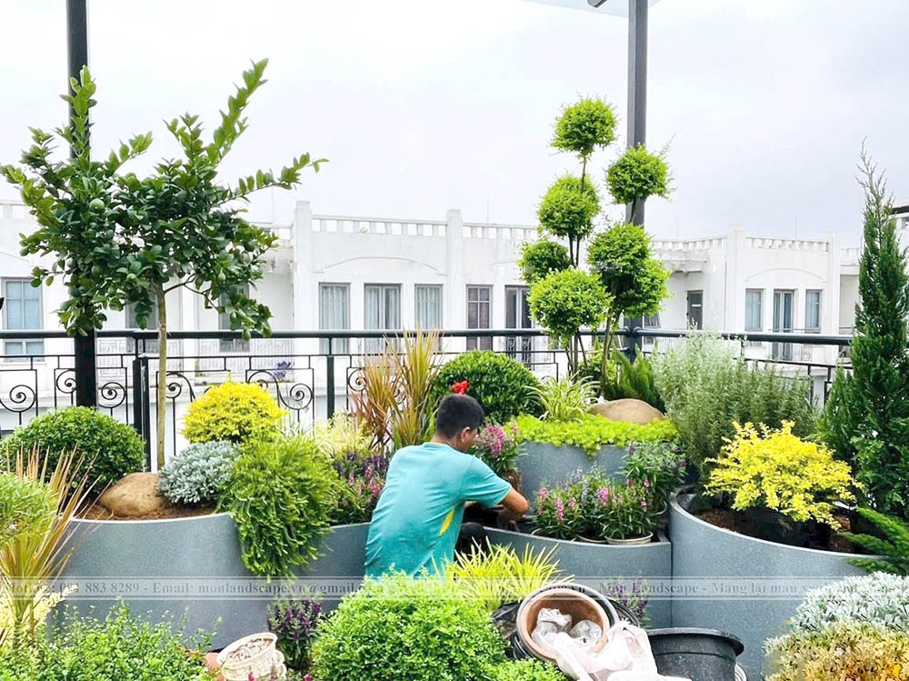 Trồng cây trên sân thượng sao cho hợp lý