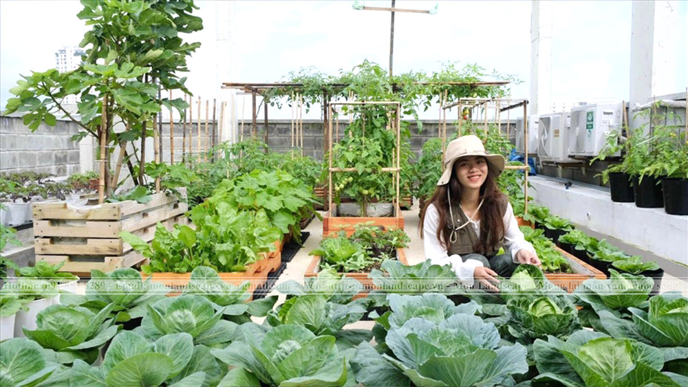 Trồng cây trên sân thượng sao cho hợp lý