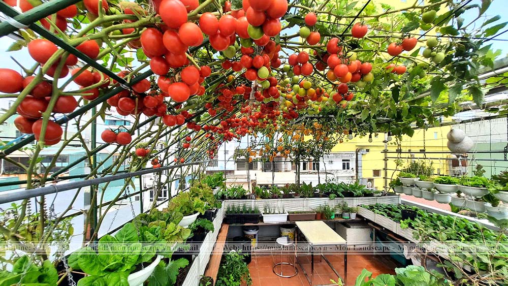 Trồng cây trên sân thượng sao cho hợp lý