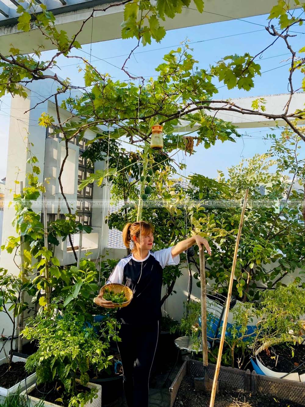 Trồng cây trên sân thượng sao cho hợp lý