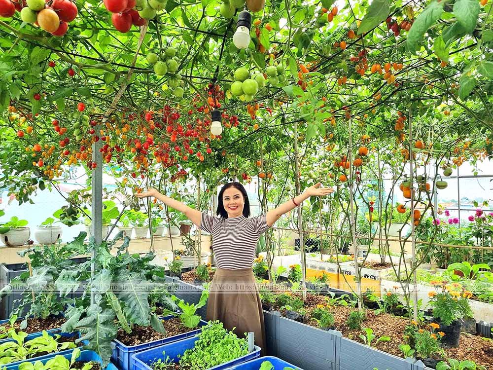 Trồng cây trên sân thượng sao cho hợp lý