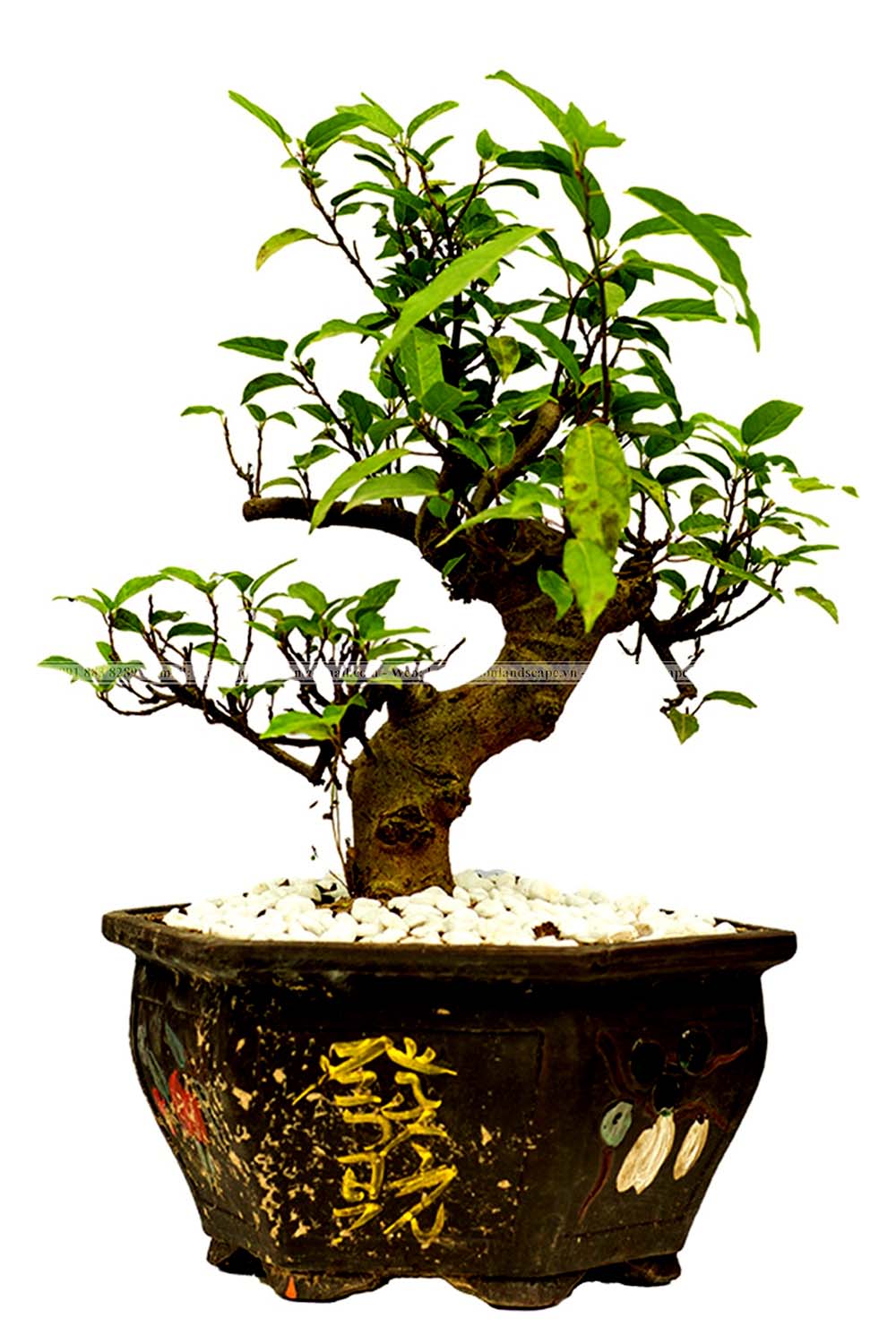 Cây sung cảnh
