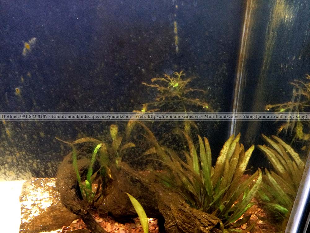 Biện pháp làm sạch ngay tảo khỏi bể cá