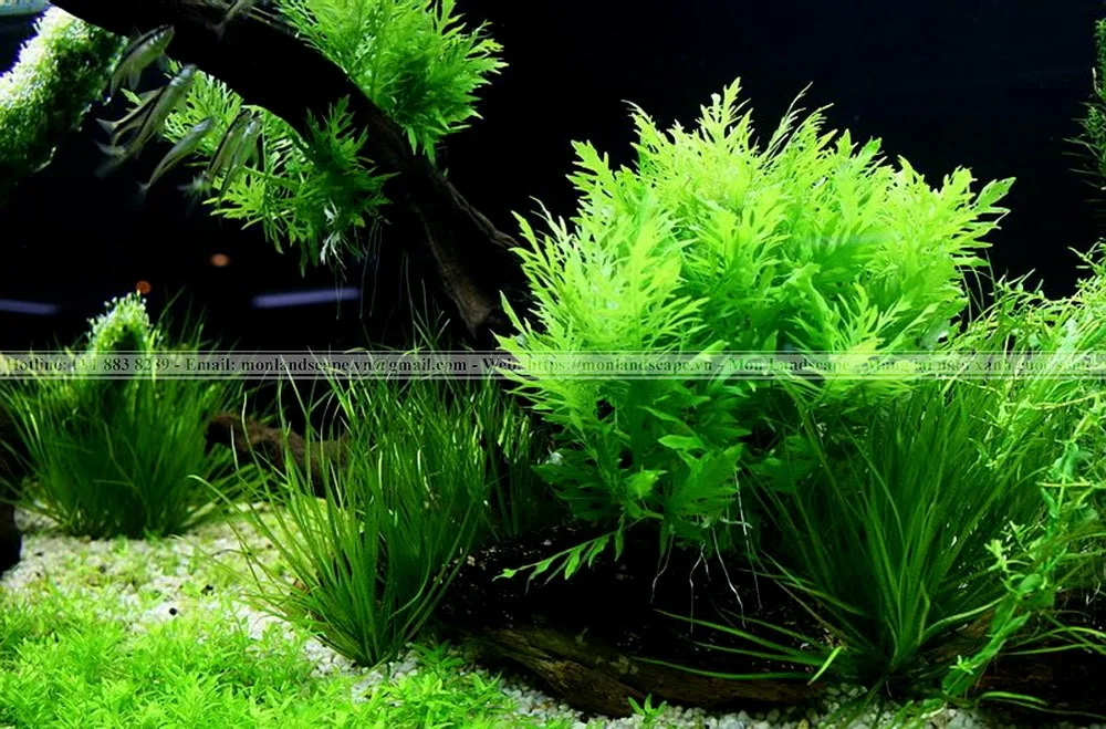 Biện pháp làm sạch ngay tảo khỏi bể cá