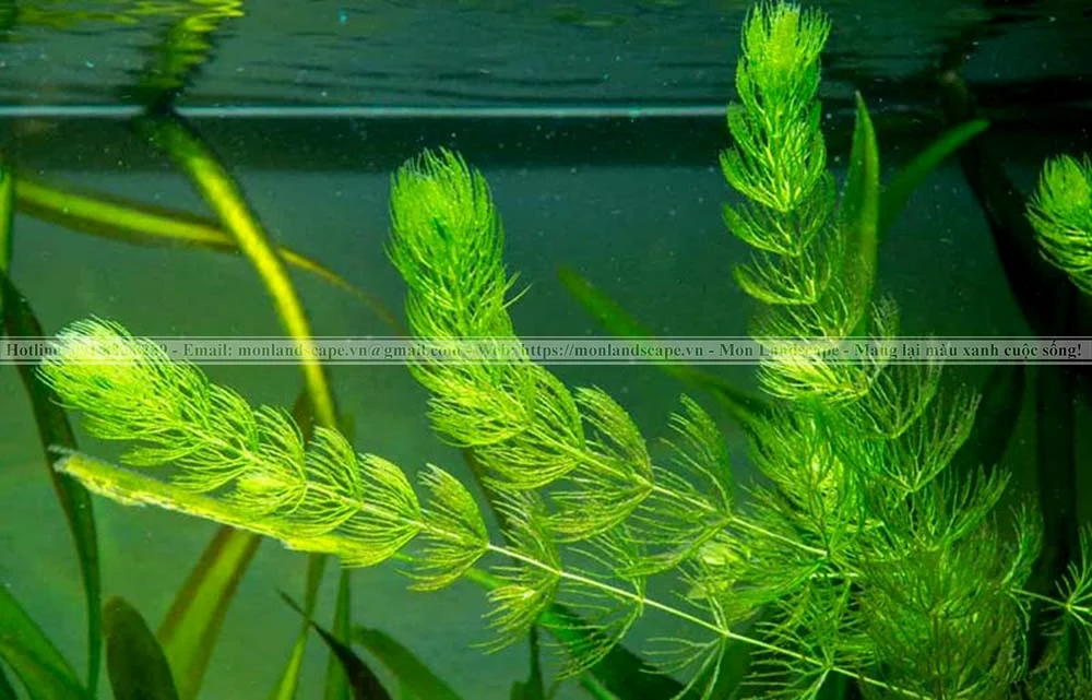 Cây rong đuôi chó