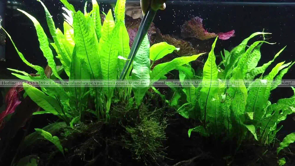 Cây dương xỉ Java