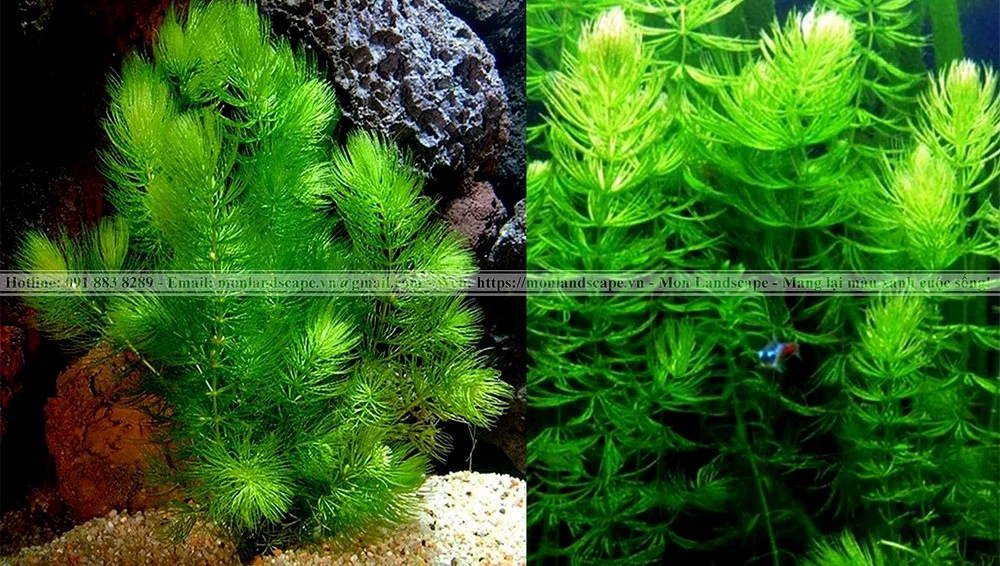 Cây rong đuôi chồn