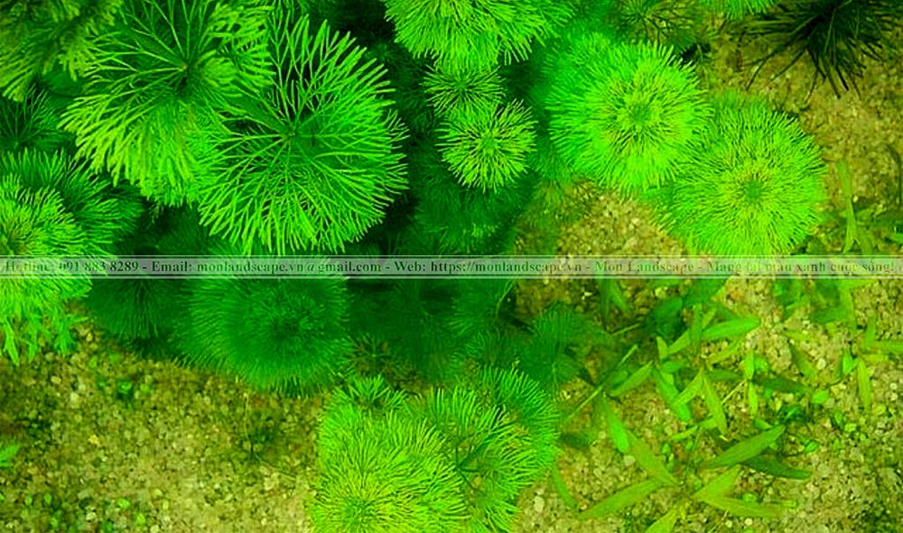 Cây rong la hán xanh