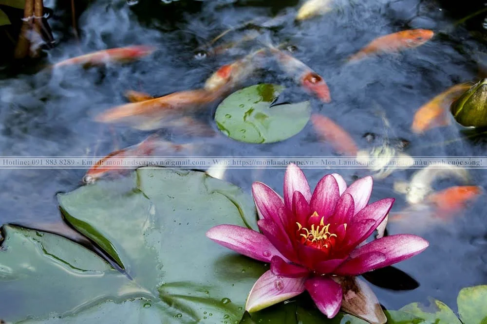 Cây súng thủy sinh