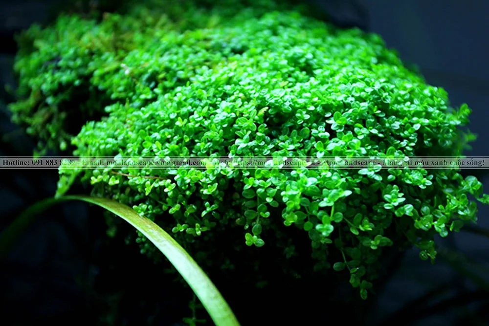 Cây trân châu thường