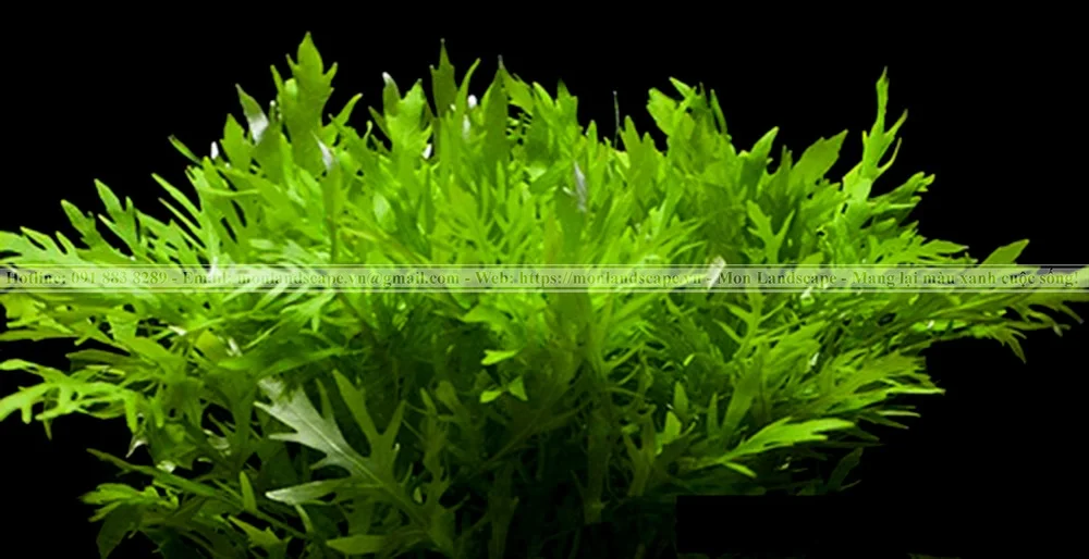 Cây trân châu thường