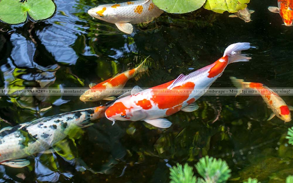 Dấu hiệu nhận biết cá Koi mang thai