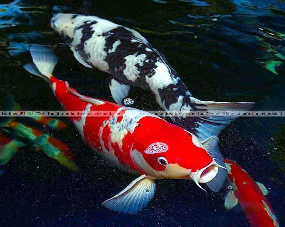 Dấu hiệu nhận biết cá Koi mang thai