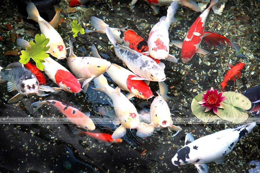 Dấu hiệu nhận biết cá Koi mang thai