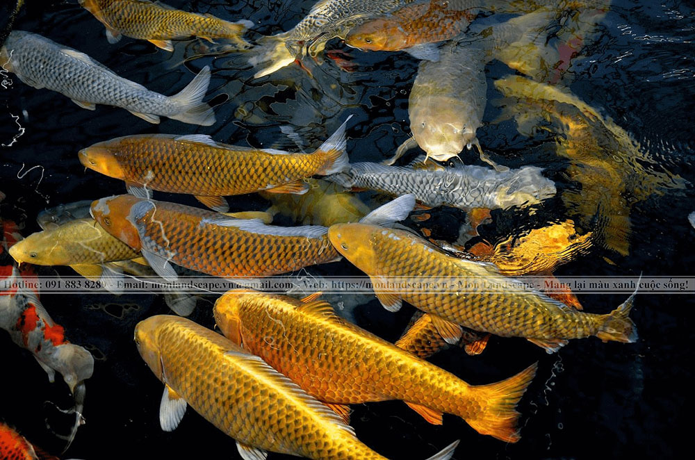 Dấu hiệu nhận biết cá Koi mang thai