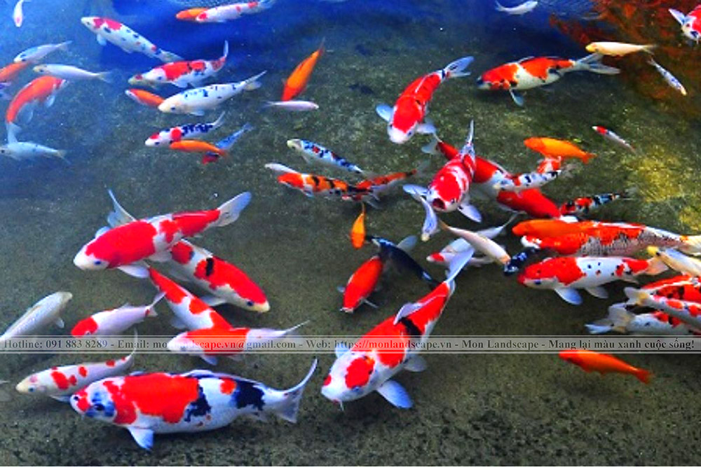 Dấu hiệu nhận biết cá Koi mang thai