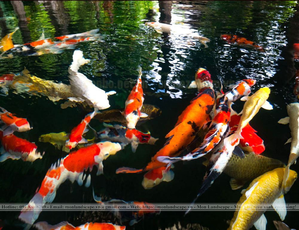 Dấu hiệu nhận biết cá Koi mang thai