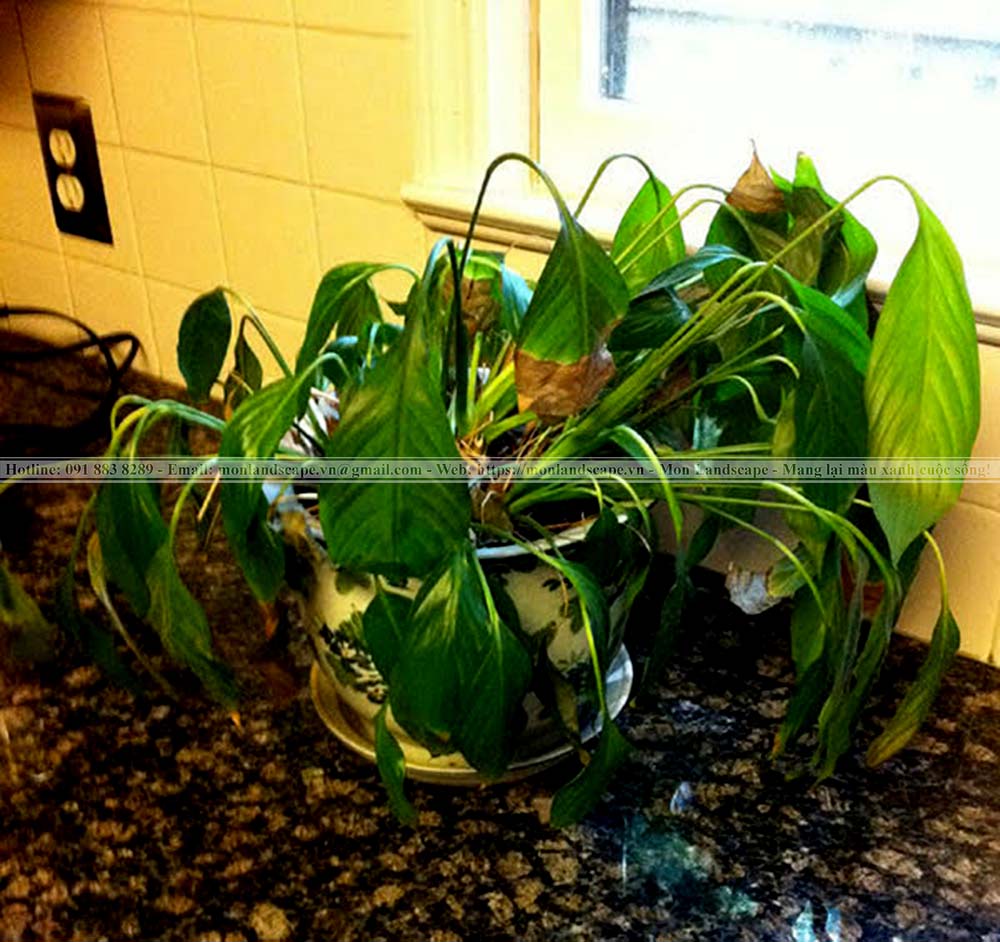 Cách tưới cây và chăm sóc cây vào mùa mưa