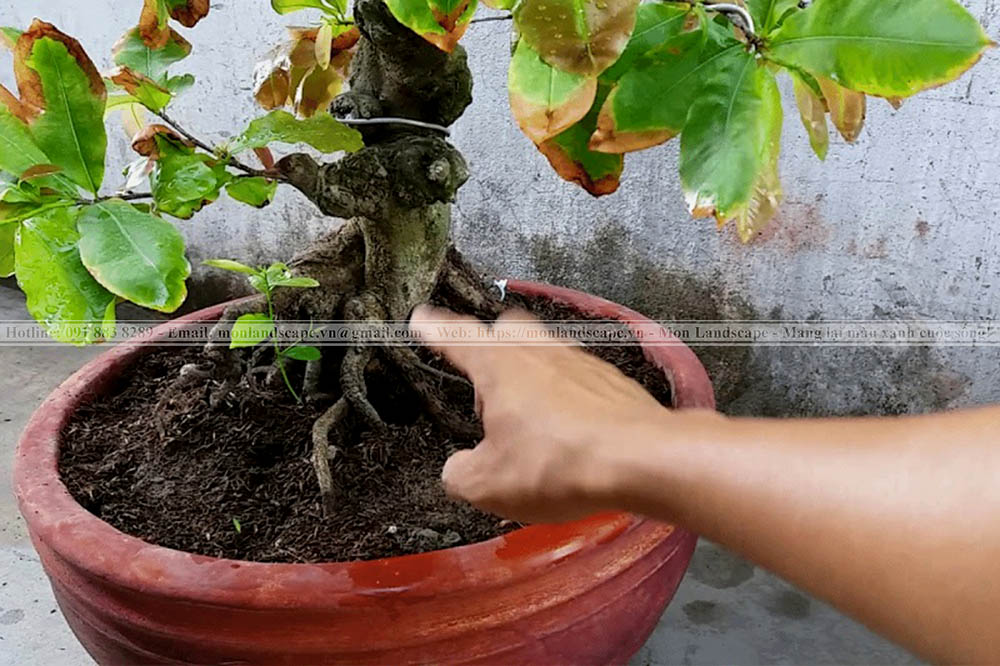 Cách tưới cây và chăm sóc cây vào mùa mưa