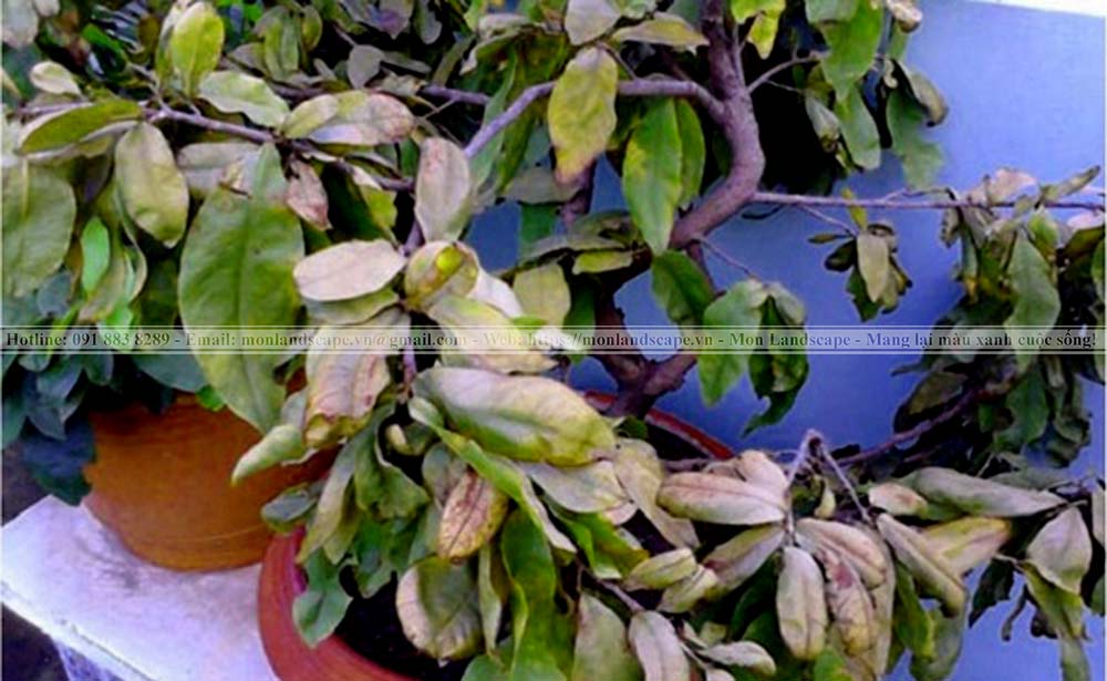 Cách tưới cây và chăm sóc cây vào mùa mưa