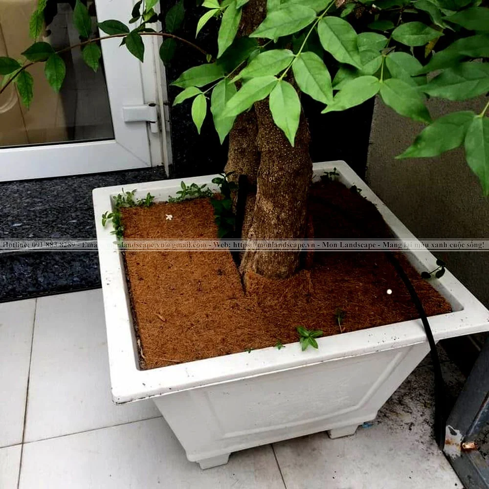 Cách tưới cây và chăm sóc cây vào mùa mưa