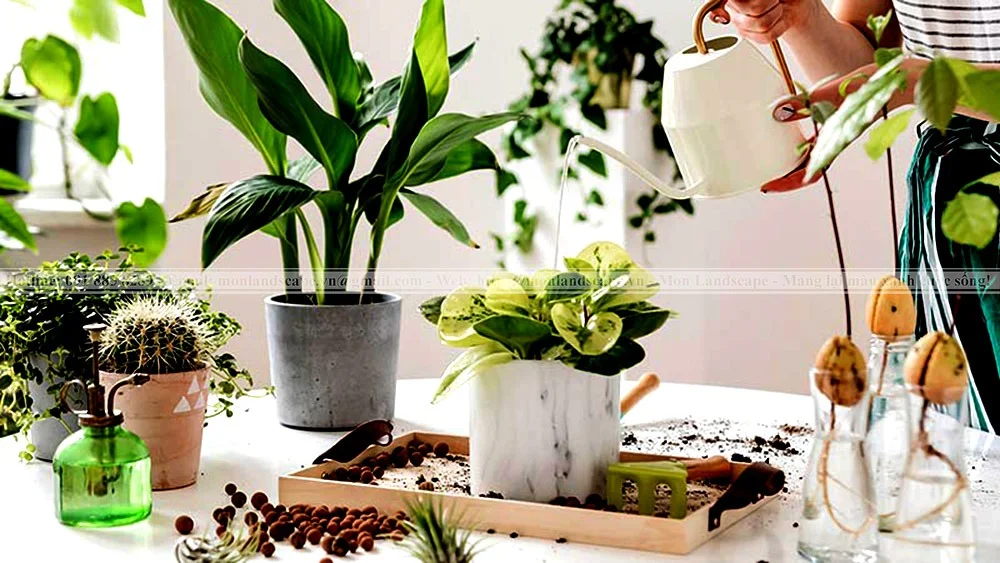 Cách tưới cây và chăm sóc cây vào mùa mưa