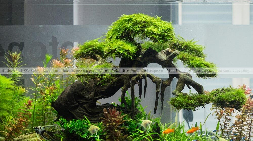 Trang trí nhà với tiểu cảnh rêu và bonsai rêu