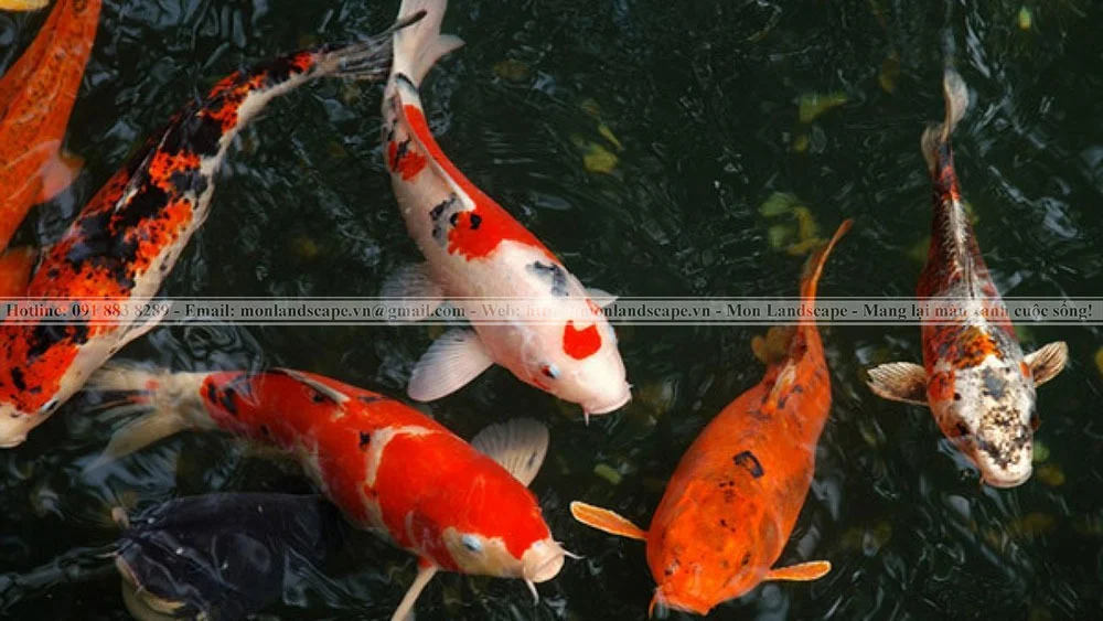 Nguyên nhân và cách khắc phục cá koi bỏ ăn Nguyên nhân và cách khắc phục cá koi bỏ ăn