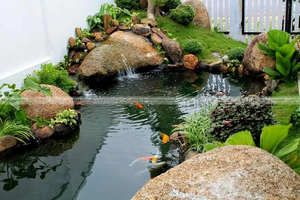 Phương pháp tạo vi sinh cho hồ cá koi Phương pháp tạo vi sinh cho hồ cá koi