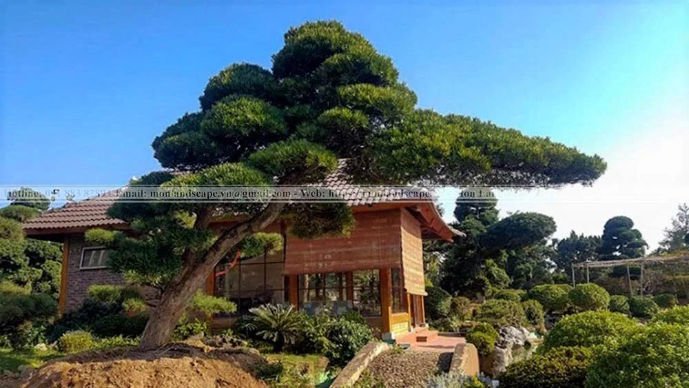 Quy trình thi công sân vườn phong cách vườn Nhật Bản