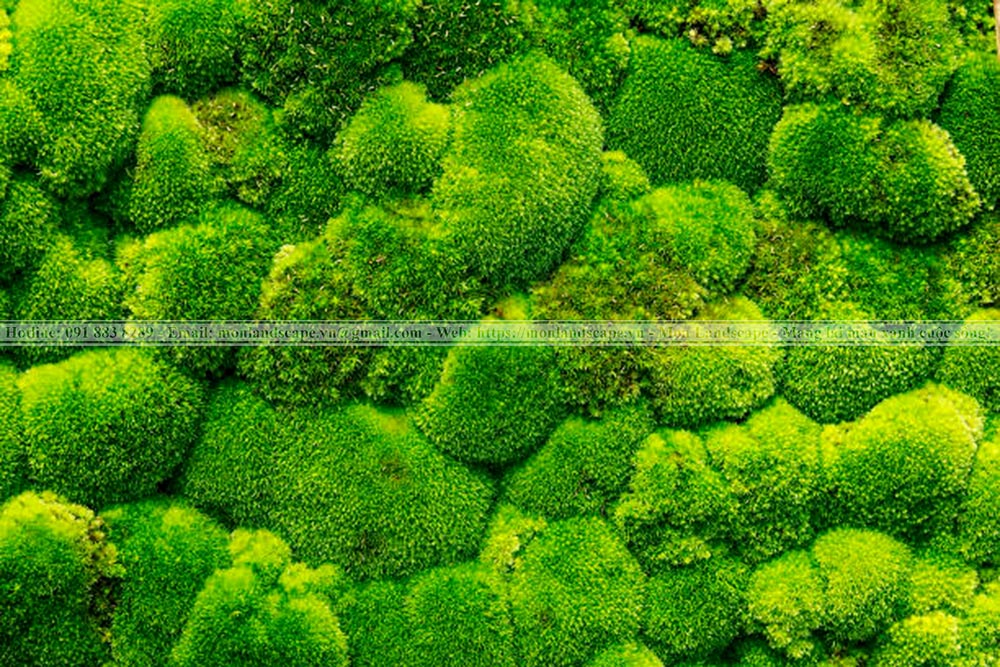 Trang trí nhà với tiểu cảnh rêu và bonsai rêu