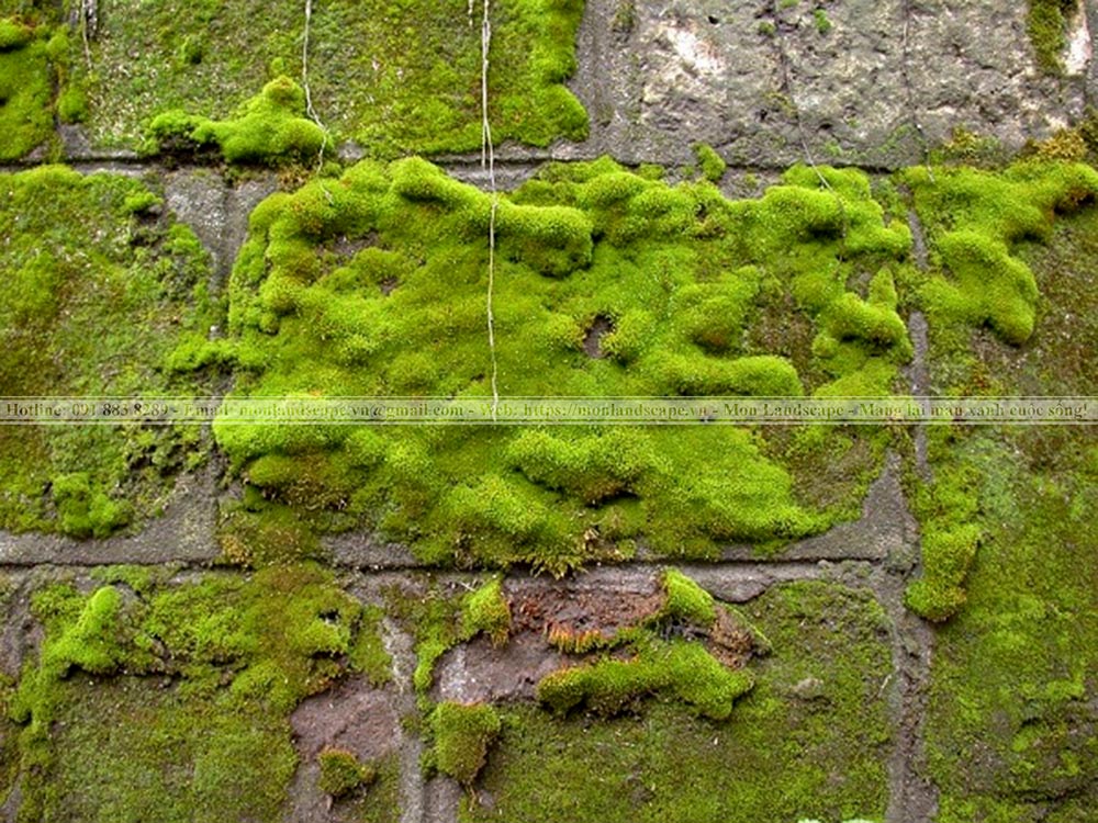 Trang trí nhà với tiểu cảnh rêu và bonsai rêu