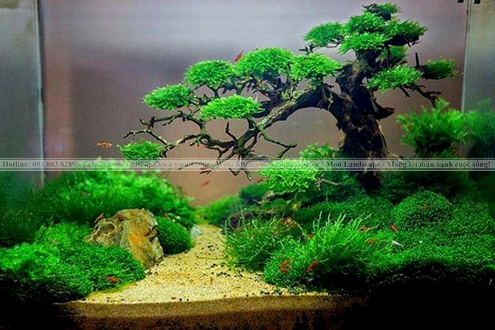 Trang trí nhà với tiểu cảnh rêu và bonsai rêu