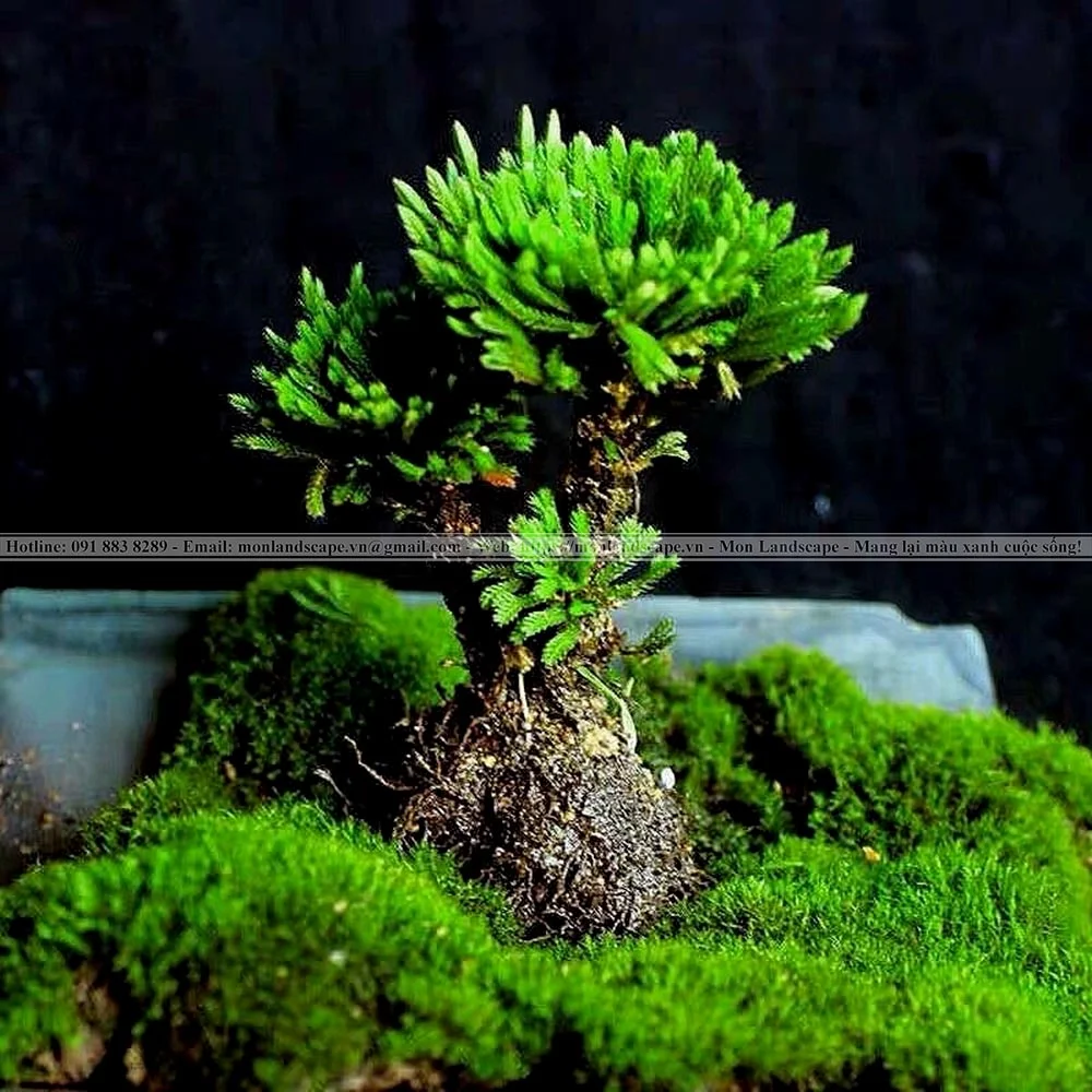 Trang trí nhà với tiểu cảnh rêu và bonsai rêu