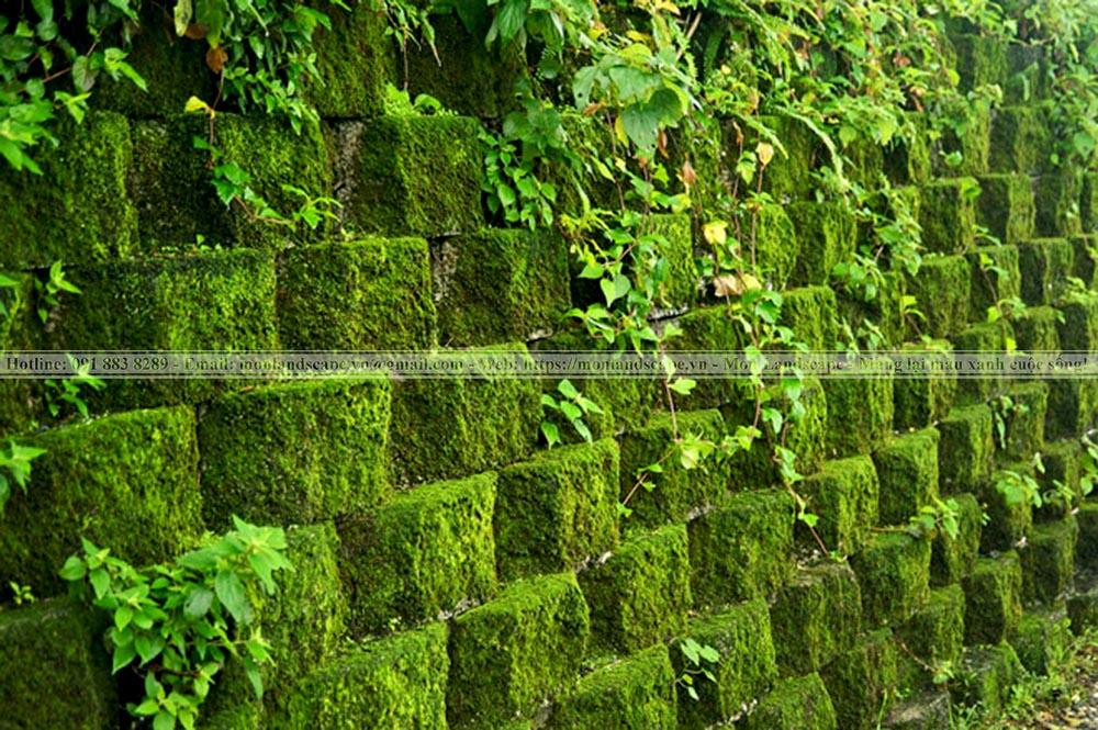 Trang trí nhà với tiểu cảnh rêu và bonsai rêu